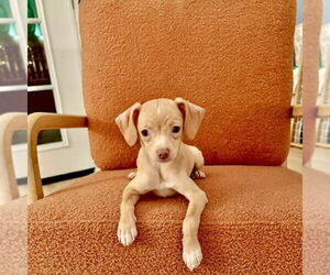 Chiweenie Dogs for adoption in San Juan Capistrano, CA, USA