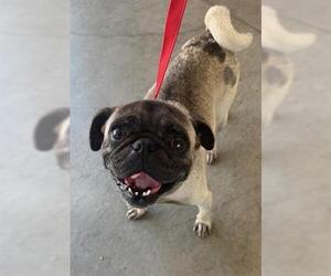Pug Dogs for adoption in San Martin, CA, USA