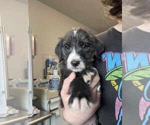 Mutt Dogs for adoption in Bolivar, MO, USA