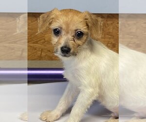 Small Parson Russell Terrier