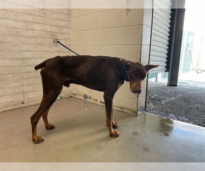 Doberman Pinscher-Unknown Mix Dogs for adoption in San Bernardino, CA, USA