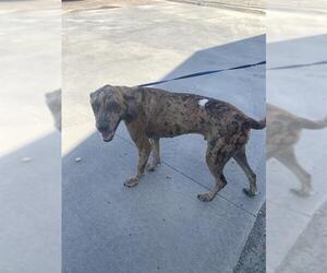 Catahoula Leopard Dog Dogs for adoption in Corpus Christi, TX, USA