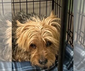 Mutt Dogs for adoption in La Porte, IN, USA