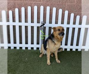 German Shepherd Dog Dogs for adoption in Modesto, CA, USA