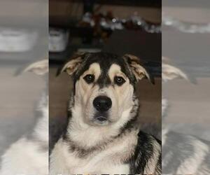 Chow Chow-Huskies  Mix Dogs for adoption in San Antonio, TX, USA