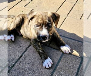 American Staffordshire Terrier-Unknown Mix Dogs for adoption in San Juan Capistrano, CA, USA