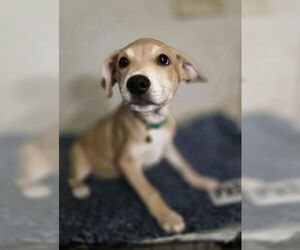 Doberman Pinscher-Labrador Retriever Mix Dogs for adoption in Aurora, IN, USA