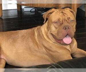 Dogue de Bordeaux Dogs for adoption in Chambersburg, PA, USA