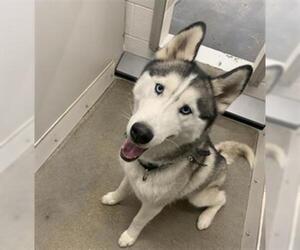 Siberian Husky Dogs for adoption in Temple, TX, USA