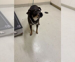 Chihuahua Dogs for adoption in Fremont, CA, USA