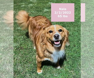 Golden Retriever-Unknown Mix Dogs for adoption in West Hollywood, CA, USA