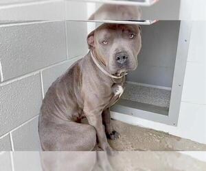 American Pit Bull Terrier-Unknown Mix Dogs for adoption in Houston, TX, USA