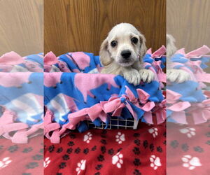 Beagle-Unknown Mix Dogs for adoption in Royal Palm Beach, FL, USA
