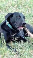 Medium Photo #1 Labrador Retriever-Unknown Mix Puppy For Sale in White River Junction, VT, USA