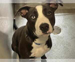 American Pit Bull Terrier-Unknown Mix Dogs for adoption in Orange, CA, USA