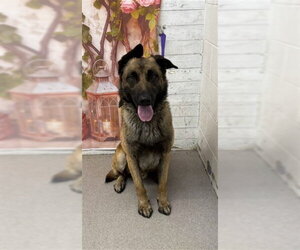 German Shepherd Dog Dogs for adoption in San Bernardino, CA, USA