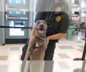 Unknown-Weimaraner Mix Dogs for adoption in Oklahoma City, OK, USA