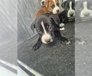 American Staffordshire Terrier-Unknown Mix Dogs for adoption in San Antonio, TX, USA