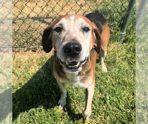 Mutt Dogs for adoption in Salt Lake City, UT, USA