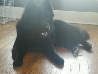 Small Border Collie-Chow Chow Mix
