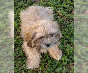 Lhasa Apso Dogs for adoption in Cumming, GA, USA