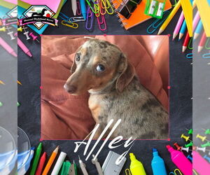 Dachshund Dogs for adoption in San Antonio, TX, USA
