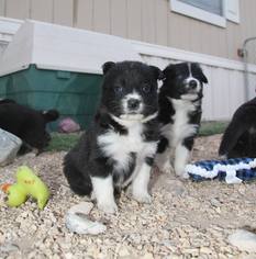 Alaskan Malamute-Border Collie Mix Dogs for adoption in Alamogordo, NM, USA