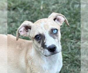 Australian Shepherd-Unknown Mix Dogs for adoption in Yardley, PA, USA