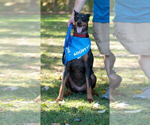 Doberman Pinscher Dogs for adoption in Aurora, OH, USA