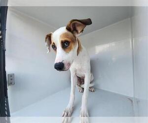 Treeing Walker Coonhound-Unknown Mix Dogs for adoption in Houston, TX, USA