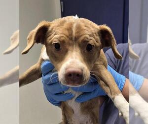Chihuahua Dogs for adoption in Bakersfield, CA, USA
