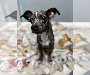 Chihuahua Dogs for adoption in York, SC, USA