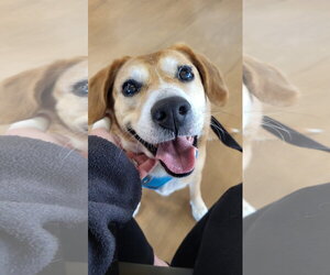 Beagle-Unknown Mix Dogs for adoption in Germantown, OH, USA