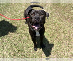 Mutt Dogs for adoption in St. Cloud, FL, USA