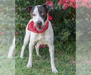 Lab-Pointer Dogs for adoption in Saint Louis, MO, USA