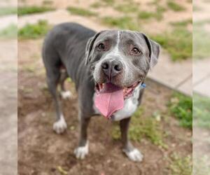 American Staffordshire Terrier Dogs for adoption in Aurora, CO, USA
