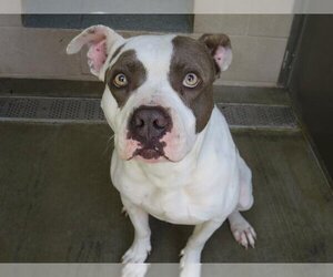 Bullboxer Pit Dogs for adoption in Orange, CA, USA