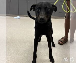 Labrador Retriever-Unknown Mix Dogs for adoption in Washington, DC, USA