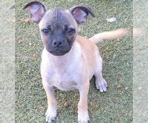 Pug-Unknown Mix Dogs for adoption in Carrollton, TX, USA