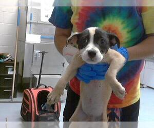 American Pit Bull Terrier-Unknown Mix Dogs for adoption in Fayetteville, NC, USA