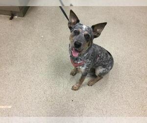 Mutt Dogs for adoption in Riverside, CA, USA