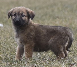Small Black Mouth Cur-Great Pyrenees Mix
