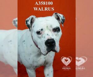 American Pit Bull Terrier Dogs for adoption in Stockton, CA, USA