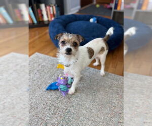Mutt Dogs for adoption in Sandy, UT, USA