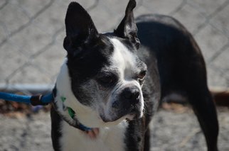 Boston Terrier Dogs for adoption in Harrisburg, PA, USA