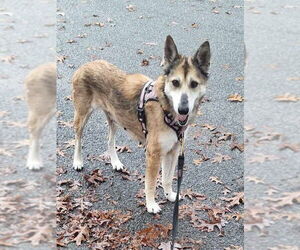 Mutt Dogs for adoption in New York, NY, USA