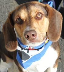 Beagle Dogs for adoption in Clayton, NJ, USA