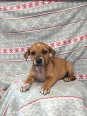 Medium Photo #1 Boxador Puppy For Sale in SHERBURNE, NY, USA