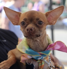 Chihuahua Dogs for adoption in Blackwood, NJ, USA