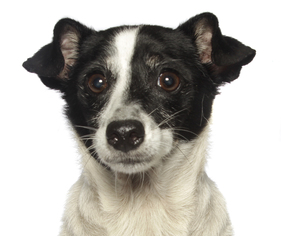 Parson Russell Terrier-Unknown Mix Dogs for adoption in Oakland Park, FL, USA